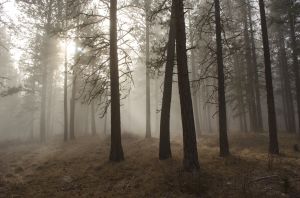 Fog Along the Trail